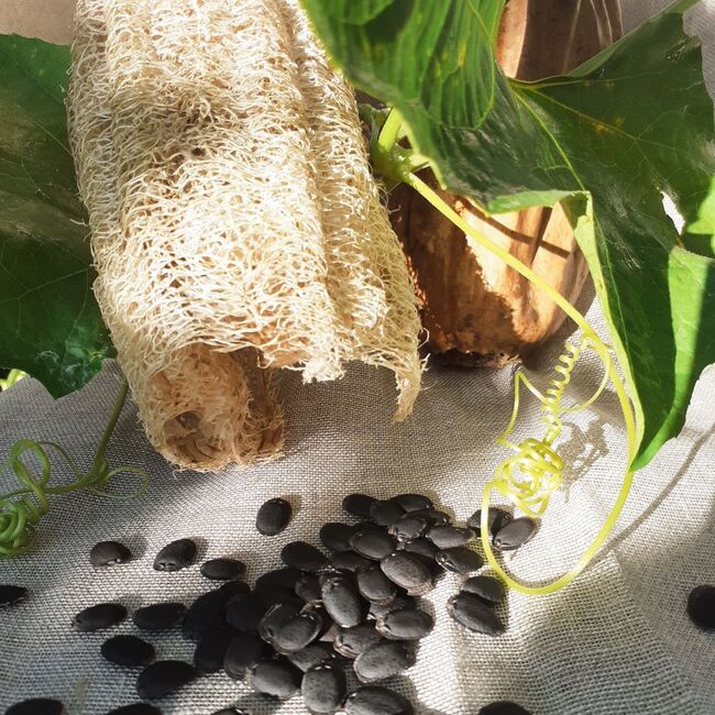 luffa, graine, &eacute;ponge