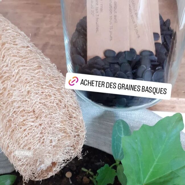 graines luffa France pays basque