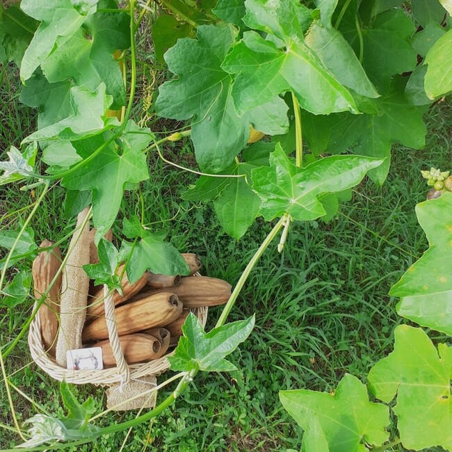 Where the daffodils grow luffa courges, culture France