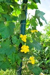 Where the daffodils grow, producteur luffa France