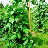 Where the daffodils grow, culture luffa (loofah) France