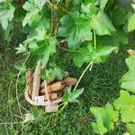 luffa origine France