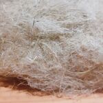 fibre chanvre
