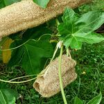 luffa courge &eacute;ponge naturelle lavable