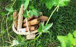 luffa &eacute;ponge v&eacute;g&eacute;tale lavable