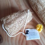 Where the daffodils grow courge luffa, culture pays basque